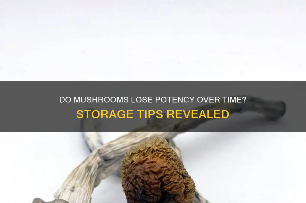 can mushrooms lose potency