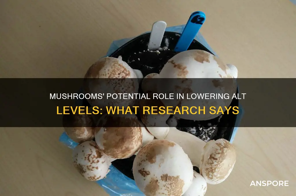 can mushrooms lower alt levels