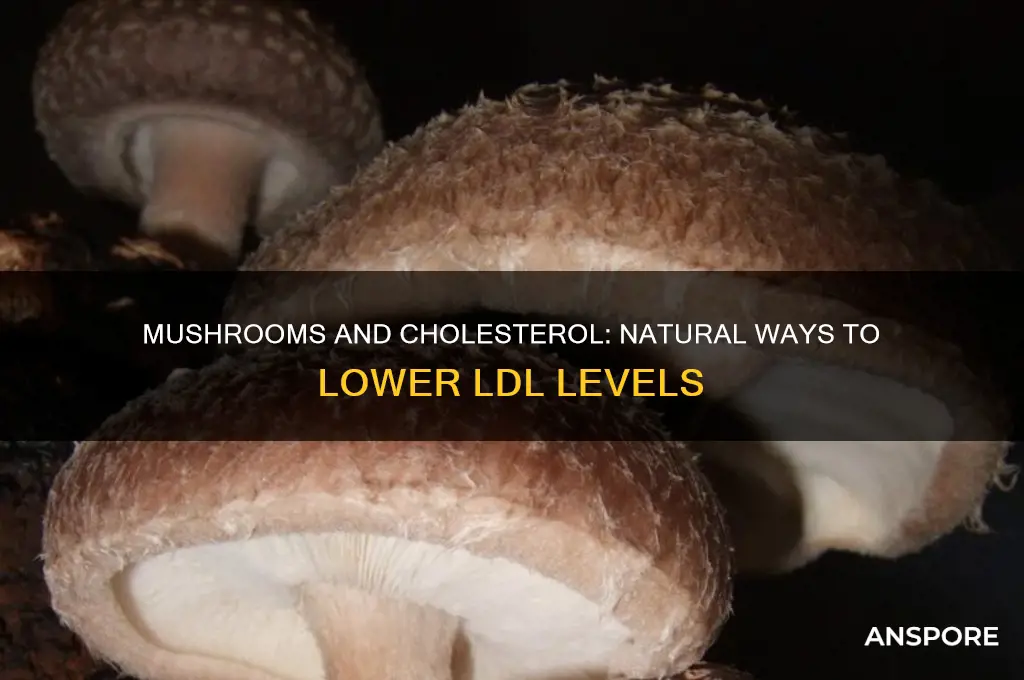 can mushrooms lower cholesterol