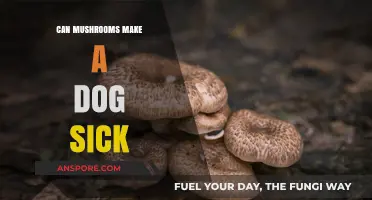 Can Mushrooms Harm Dogs? Understanding the Risks and Symptoms