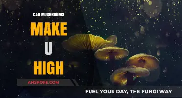 Exploring the Psychedelic Effects of Mushrooms: Can They Make You High?