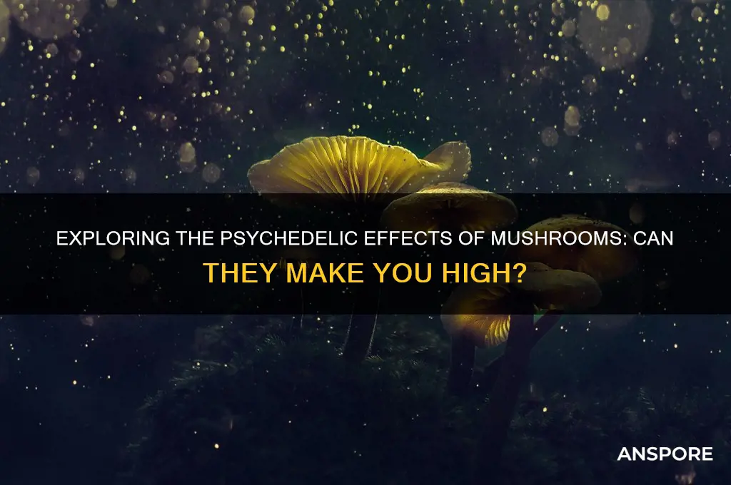 can mushrooms make u high