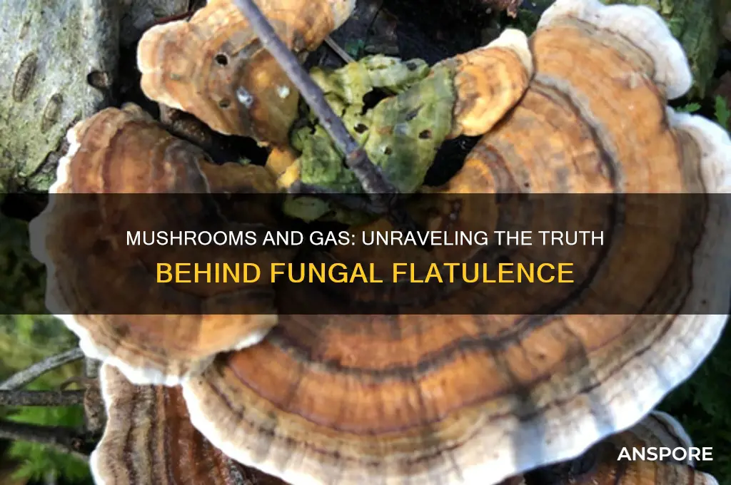 can mushrooms make you fart