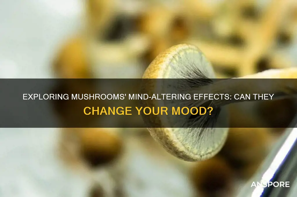 can mushrooms make you feel different