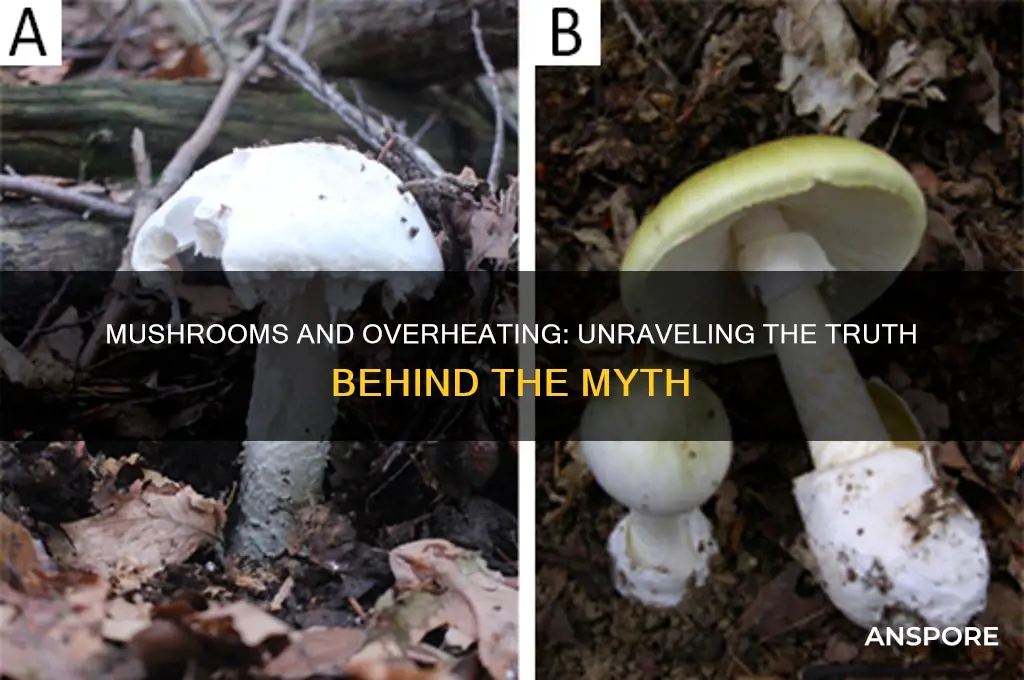 can mushrooms make you overheated