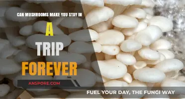 Can Mushrooms Trap Your Mind in an Endless Trip?