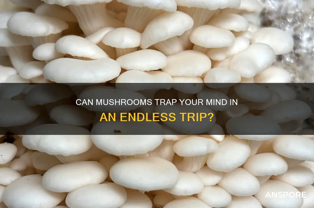 can mushrooms make you stay in a trip forever