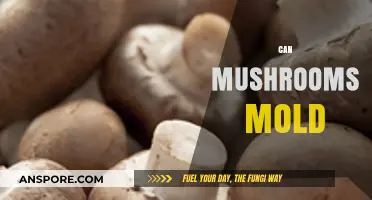 Can Mushrooms Mold? Understanding Fungal Decay and Preservation Methods