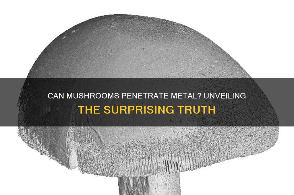 can mushrooms penetrate metal
