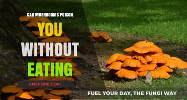 Toxic Touch: Can Mushrooms Poison You Without Being Eaten?