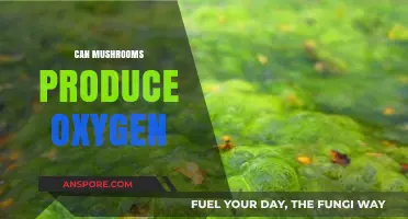 Do Mushrooms Release Oxygen? Exploring Their Role in Ecosystems