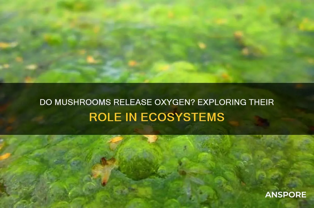 can mushrooms produce oxygen