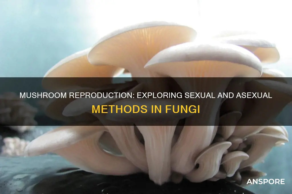 can mushrooms produce sexually and asexually