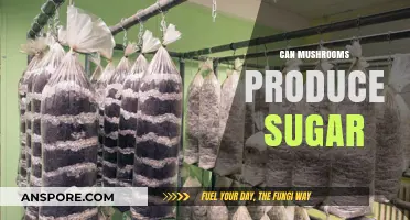 Can Mushrooms Produce Sugar? Unveiling the Sweet Secrets of Fungi