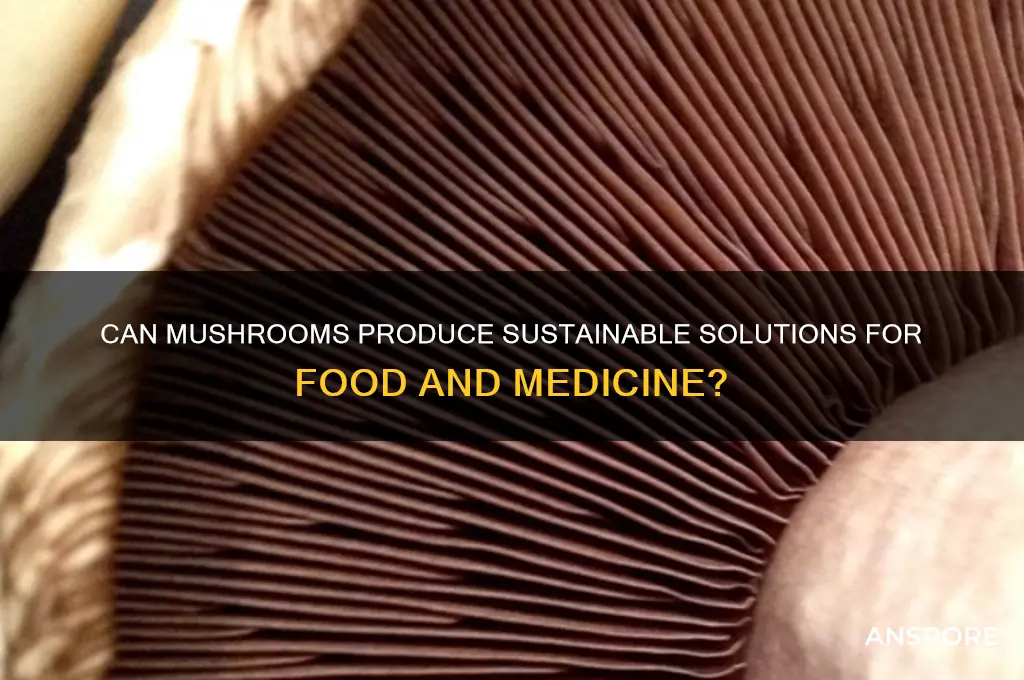 can mushrooms producer
