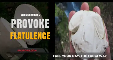 Do Mushrooms Cause Gas? Exploring Fungal Flatulence Facts