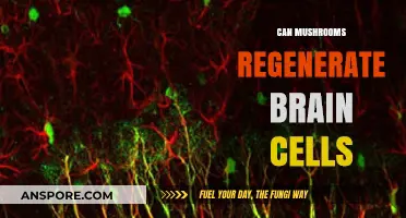 Mushrooms and Brain Health: Can They Regenerate Neurons?