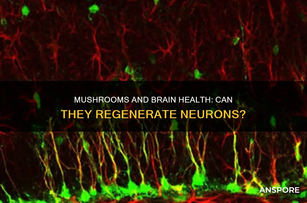 can mushrooms regenerate brain cells
