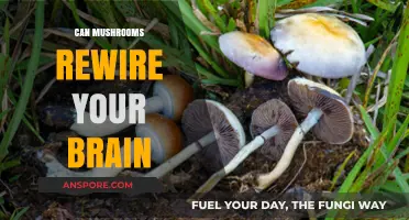 Mushrooms and Mind: Unlocking Brain Rewiring Potential with Fungi