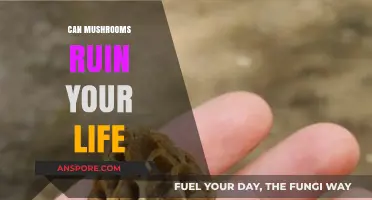 Mushrooms' Dark Side: How Fungal Missteps Can Derail Your Life