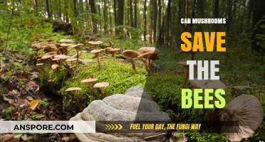 Mushrooms' Surprising Role in Saving Bees: A New Hope