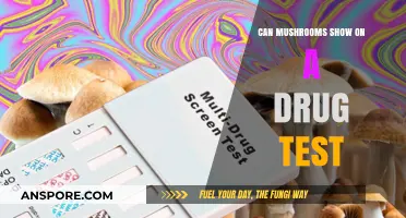 Do Mushrooms Appear on Drug Tests? Facts and Common Misconceptions
