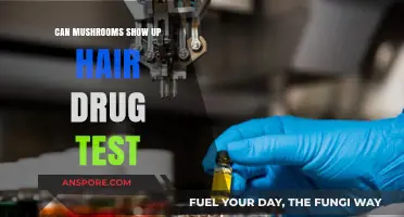 Do Mushrooms Appear in Hair Follicle Drug Tests? Facts Revealed