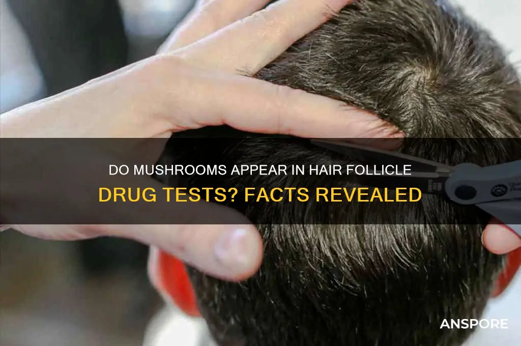 can mushrooms show up in a hair drug test