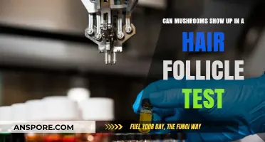 Do Mushrooms Appear in Hair Follicle Drug Tests? Facts Revealed