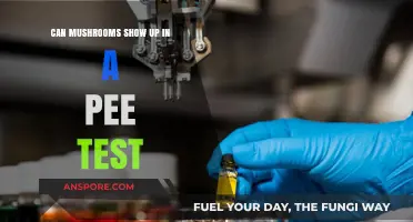 Do Mushrooms Appear in Urine Tests? Facts and Myths Explained