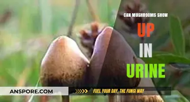 Can Mushrooms Appear in Urine Tests? Facts and Myths Explained
