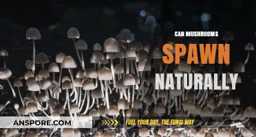 Do Mushrooms Grow Wild? Exploring Natural Spawning Conditions and Factors