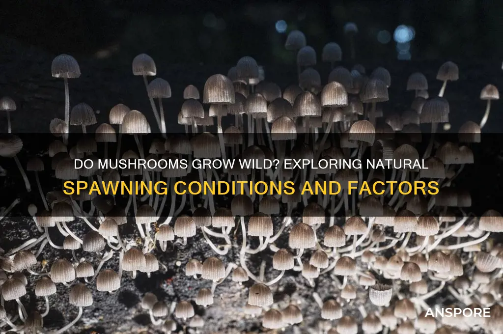 can mushrooms spawn naturally
