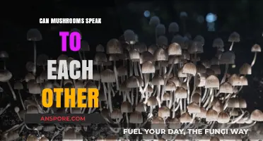Do Mushrooms Communicate? Exploring the Silent Language of Fungal Networks