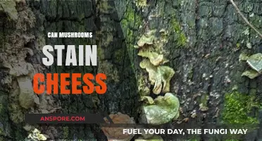 Do Mushrooms Stain Cheese? Exploring Culinary Myths and Facts
