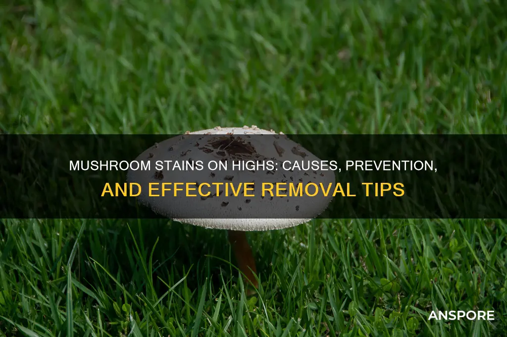 can mushrooms stain your highs