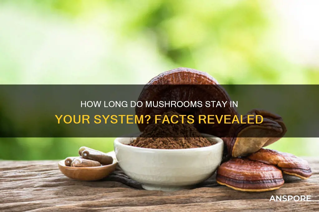 can mushrooms stay in your system