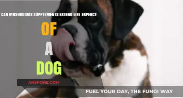 Mushroom Supplements: Can They Boost Your Dog's Lifespan?
