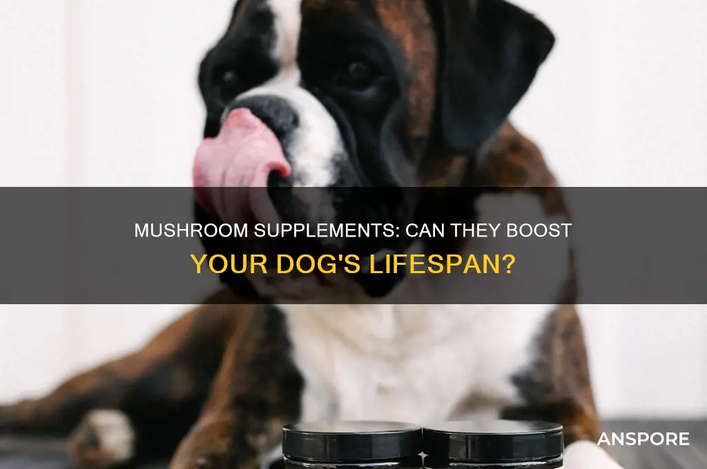 can mushrooms supplements extend life expency of a dog
