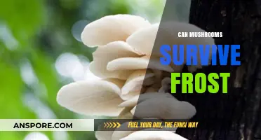 Mushrooms and Frost: Can Fungi Survive Winter's Chill?