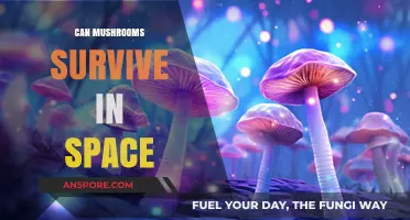 Can Mushrooms Thrive Beyond Earth: Exploring Space Survival Potential