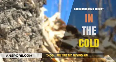 Mushrooms in Winter: How Cold-Tolerant Fungi Thrive in Freezing Temperatures