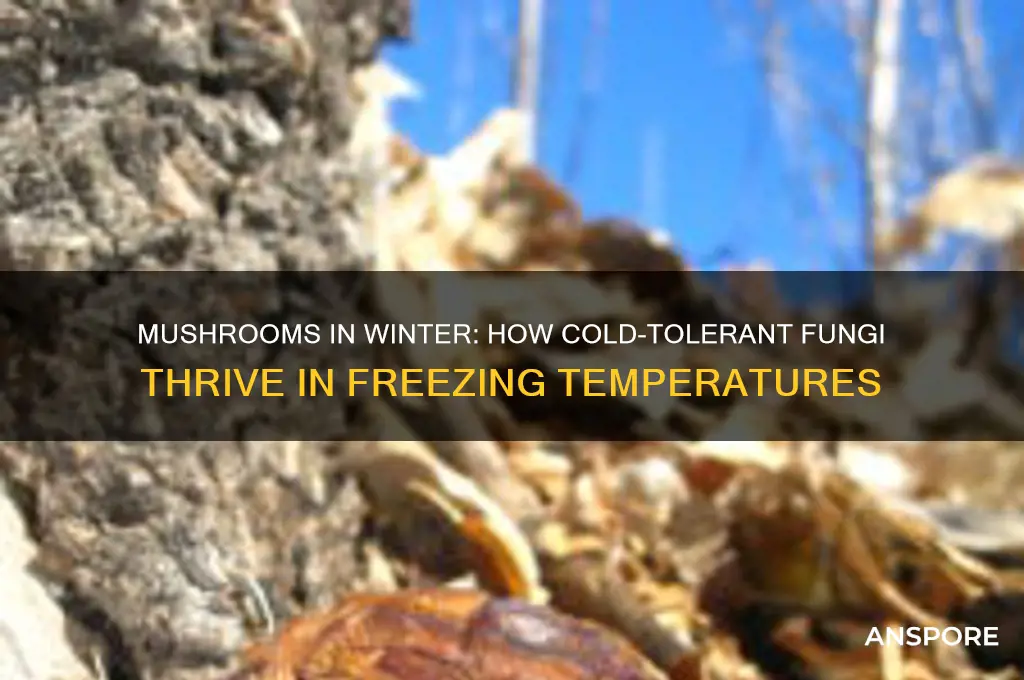 can mushrooms survive in the cold