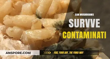 Mushrooms and Contamination: Survival Strategies and Resilience Explained