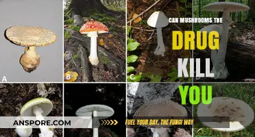 Can Mushrooms as a Drug Be Fatal? Exploring the Risks