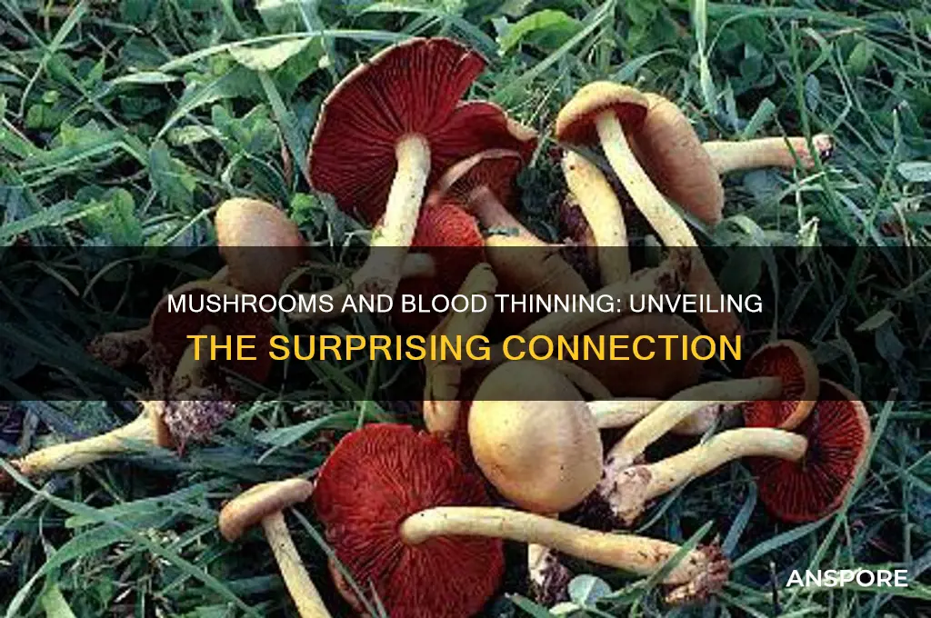 can mushrooms thin your blood