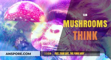 Do Mushrooms Possess Consciousness? Exploring Fungal Intelligence and Cognition