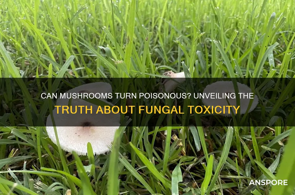 can mushrooms turn poisonous