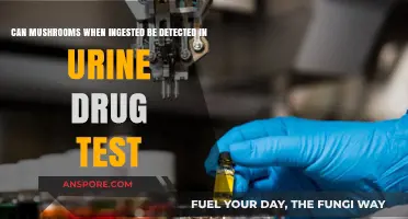Do Mushrooms Show Up in Urine Drug Tests? The Truth Revealed