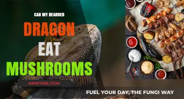 Can Bearded Dragons Safely Eat Mushrooms? A Complete Diet Guide